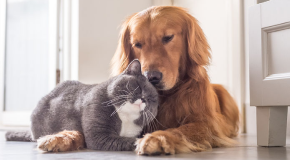 click here to learn about our pet health insurance program