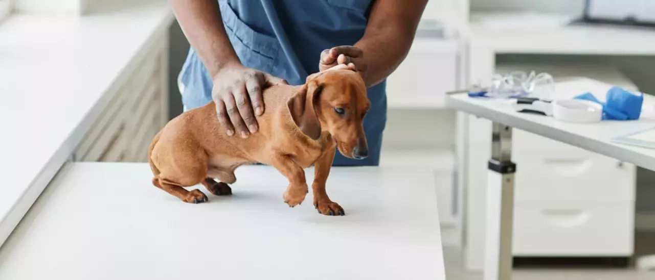 brown daschund with his front paw up on a table being examined by a vet in blue scrubs