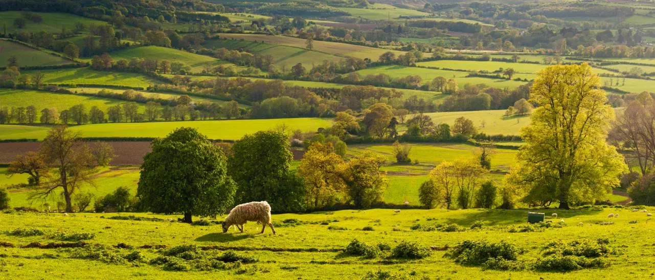 A sheep in a large green field