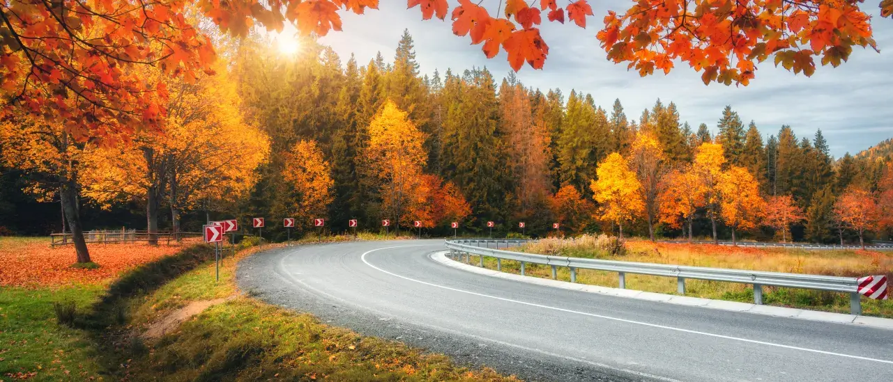 Curving road with turn signs and colorful autumn trees.