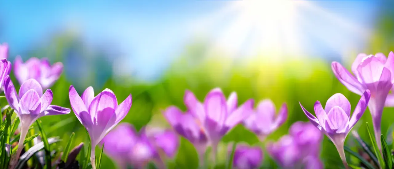 Close-up of purple crocus flowers blooming in sunlight against a soft green background.