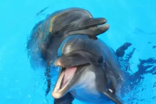 Dolphins playing