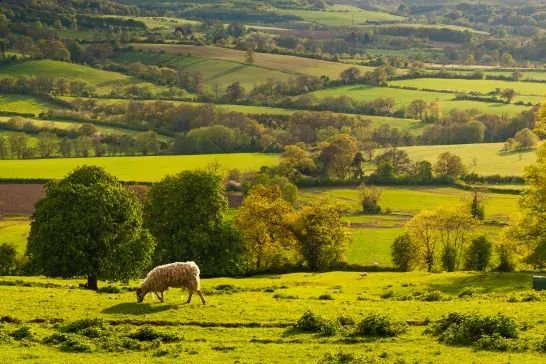 A sheep in a large green field