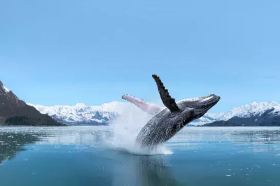 A humpback whale breaches from calm water with snow-capped mountains in the background.