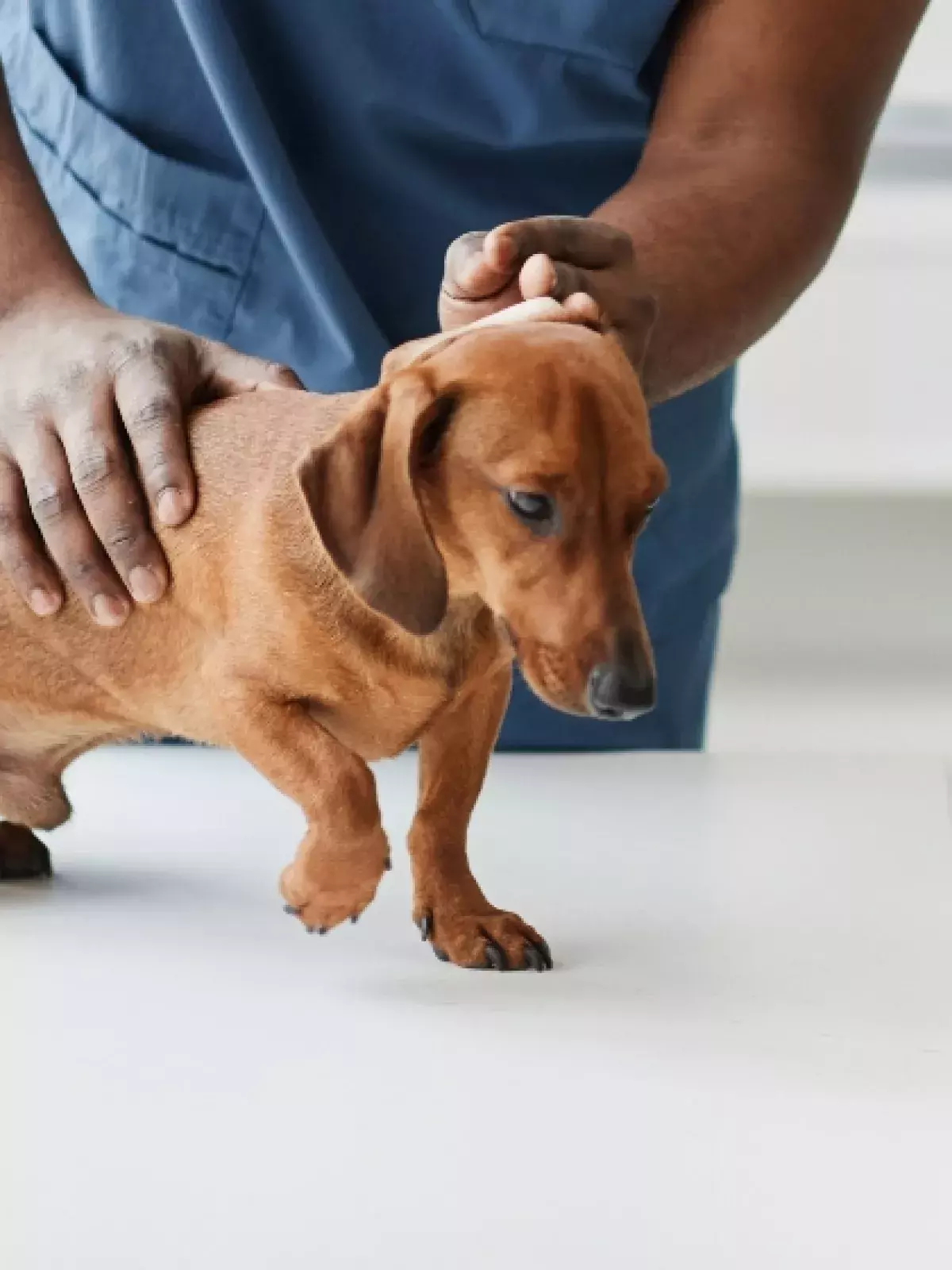 brown daschund with his front paw up on a table being examined by a vet in blue scrubs