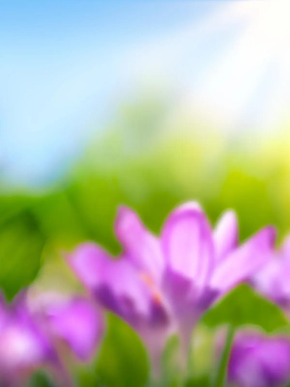 Close-up of purple crocus flowers blooming in sunlight against a soft green background.
