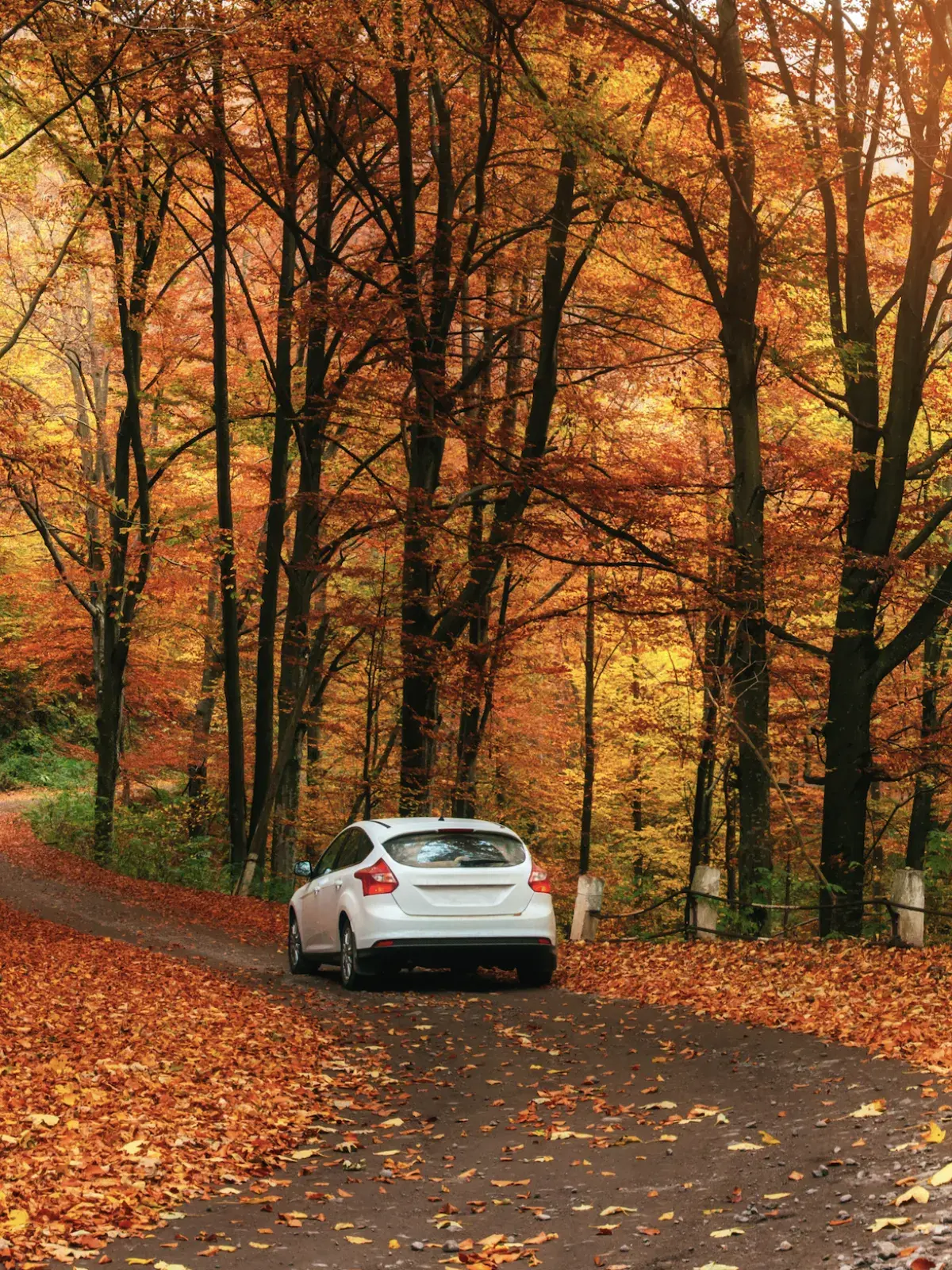 White car driving along a winding road through a forest covered in vibrant autumn foliage, with golden sunlight filtering through the trees and fallen leaves blanketing the ground