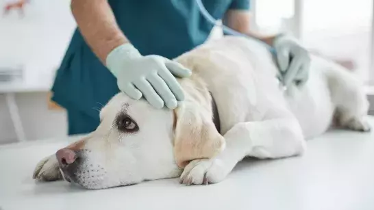 golden labrador dog laying down on a table being examined by a vet wearing medical gloves using a stethoscope 