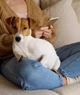 Small lap dog sitting in a womans lap wearing skinny blue jeans and a bronw sweater holding a phone