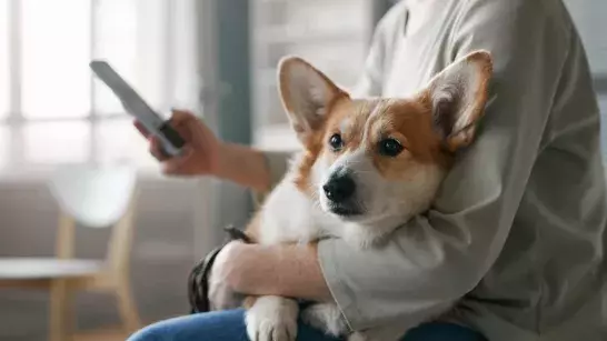 Corgi sitting on a woman wearing a green crop sleeve shirt holding her phone 