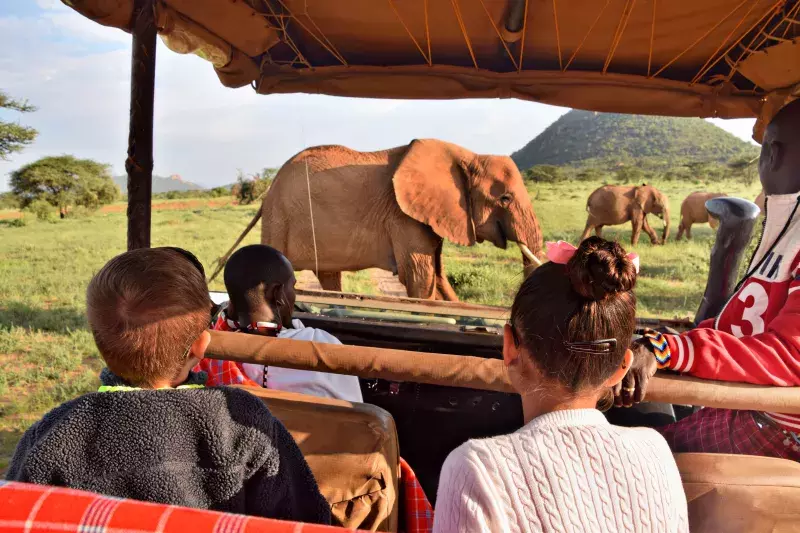 A group of people on a safari jeep observing elephants in the wild.