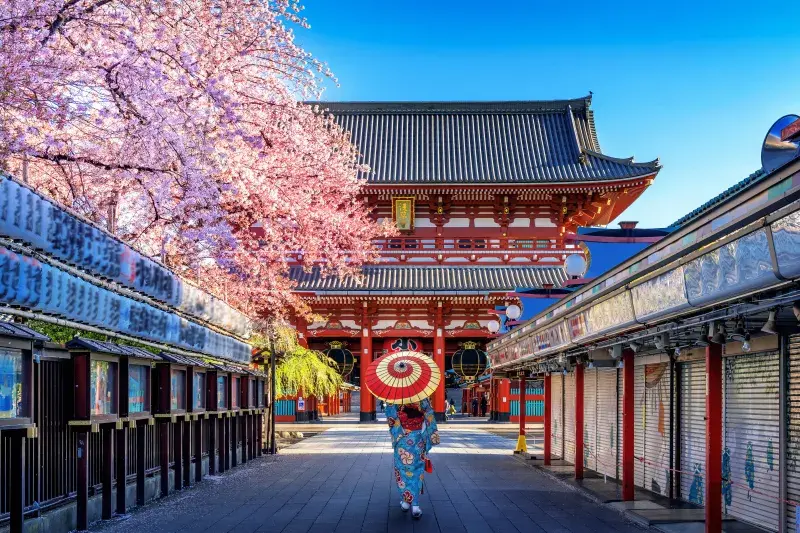 A person holding an umbrella walks toward Senso-ji Temple in Tokyo, Japan, beneath blooming cherry blossom trees.
